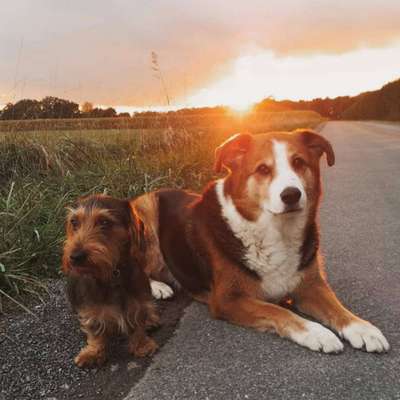 Die Dogorama Wochen Challenge-Beitrag-Bild