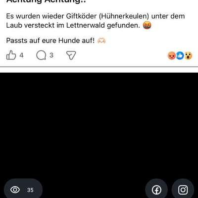 Giftköder-Vergiftete Hühnerkeulen versteckt im Laub-Bild