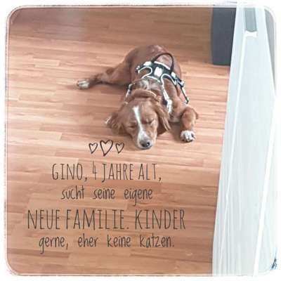 Tierschutzhunde suchen ein Zuhause-Beitrag-Bild