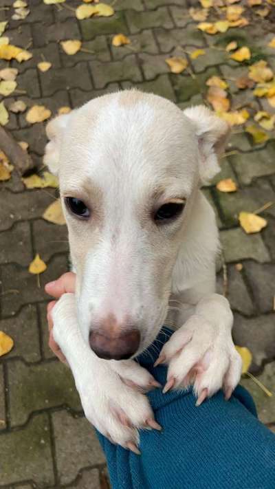 Tierschutzhunde suchen ein Zuhause-Beitrag-Bild