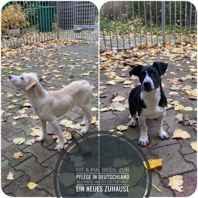 Tierschutzhunde suchen ein Zuhause-Beitrag-Bild