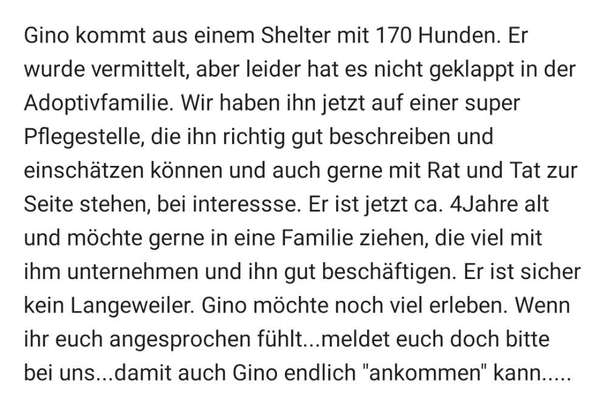 Tierschutzhunde suchen ein Zuhause-Beitrag-Bild