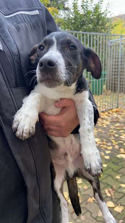 Tierschutzhunde suchen ein Zuhause-Beitrag-Bild