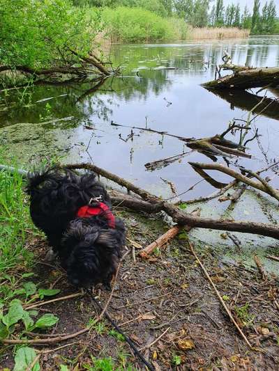 Dogorama-Monats-Challenge-Mai "Wasser"-Beitrag-Bild