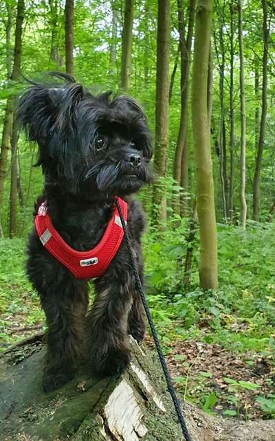 Die Dogorama Monats Challenge "Es grünt und blüht"-Beitrag-Bild