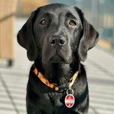 Hundetreffen-Spieltreffen, Gassirunde oder Ausflüge-Bild