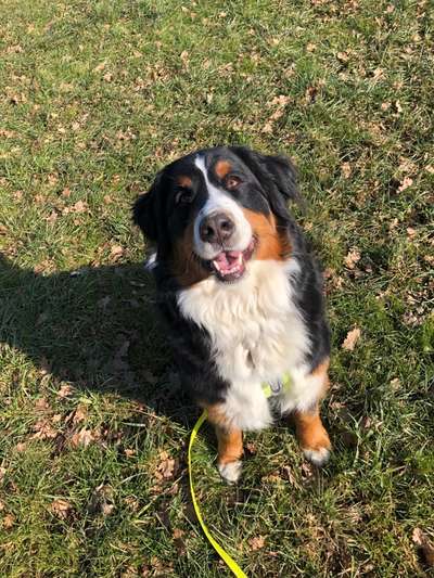 Berner Sennen-Beitrag-Bild