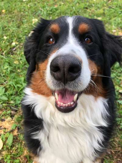 Berner Sennen-Beitrag-Bild