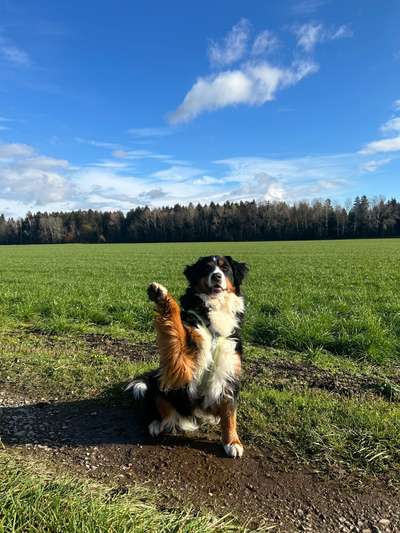 Berner Sennen-Beitrag-Bild