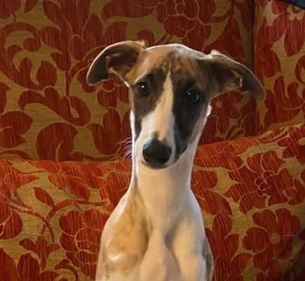 Fotochallange Nr. 57     PORTRÄT.   Beendet!!!!!!!!-Beitrag-Bild