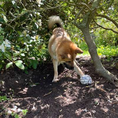 Hundetreffen-Werdersee / Stadtwerder Hunderunde-Bild