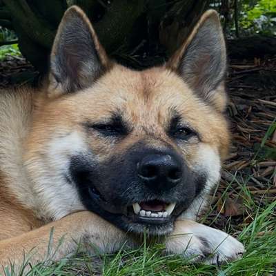 Hundetreffen-Werdersee / Stadtwerder Hunderunde-Bild