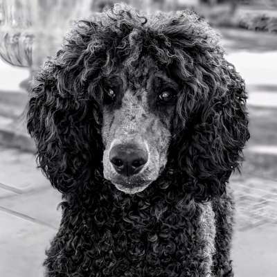 Hundetreffen-Gassi -Runde am Golfplatz St. Dionys-Bild