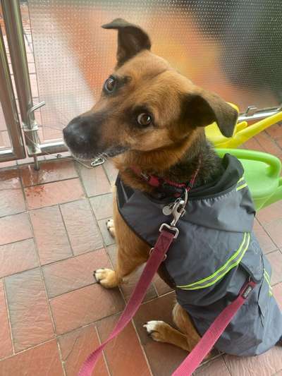 Hundetreffen-Gassirunde-Bild