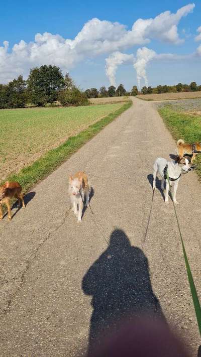 Urlaub mit vier Hunden-Beitrag-Bild