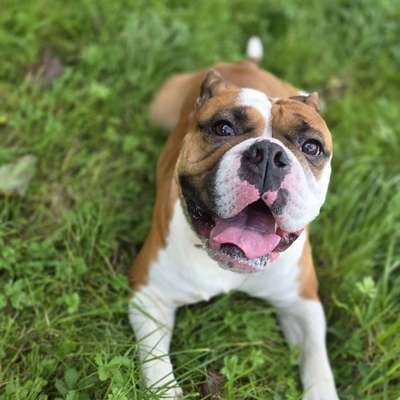 Hundetreffen-Gemeinsam Gassi gehen-Bild