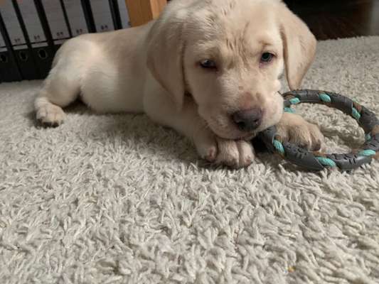 Als Welpen sind sie alle noch süßer-Beitrag-Bild