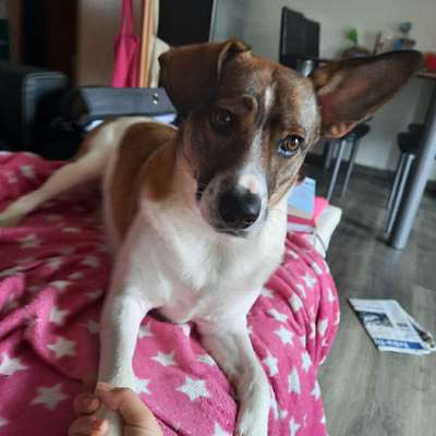 Hundetreffen-Gassi Runde 8 Uhr