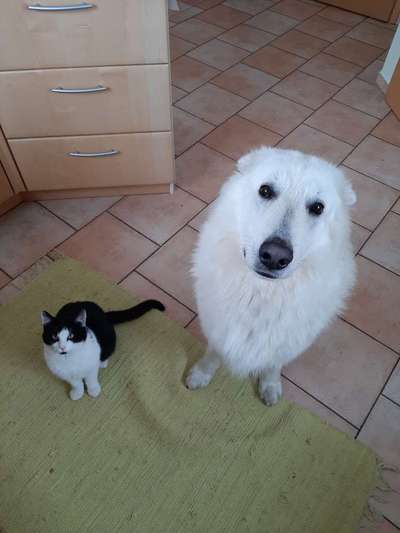 Hund und Katz Momente-Beitrag-Bild