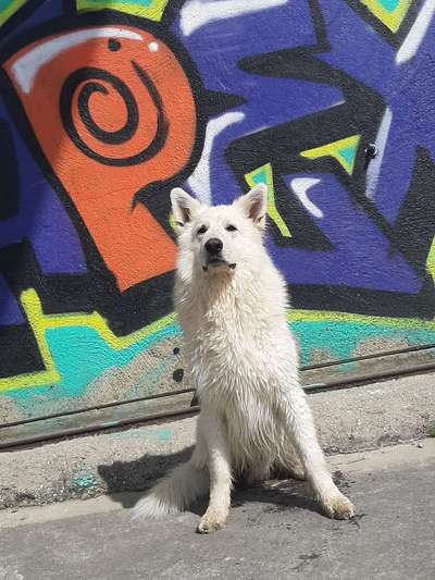 Weißer Schweizer Schäferhund-Beitrag-Bild