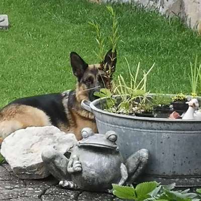 Hundetreffen-Ein Kamerad suchen, spielen, rennen-Bild