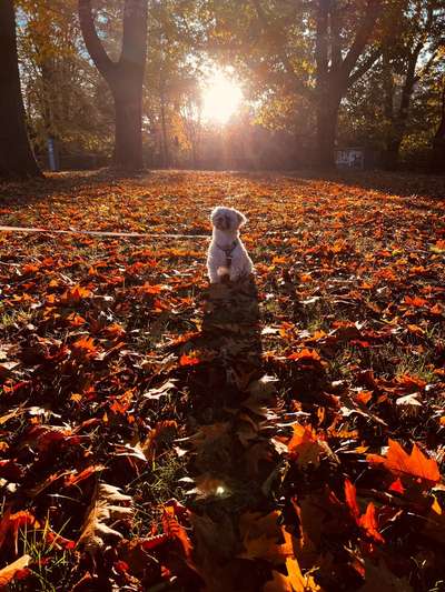 Hundetreffen-Spieltreff in Bremen Nord-Bild