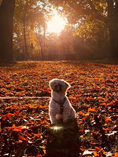 Hundetreffen-Spielbuddy gesucht-Bild