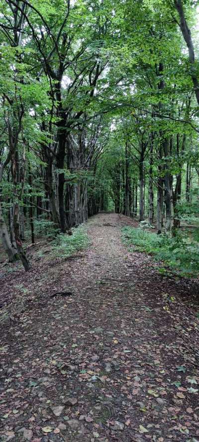 Hundetreffen-Welpen und Junghunde treffen  KIBO/AZ /KH-Bild
