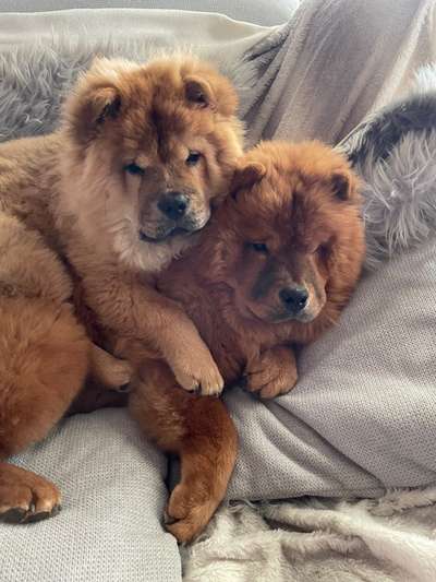 Dogorama Photo Challenge - Die besten Hundebuddys-Beitrag-Bild