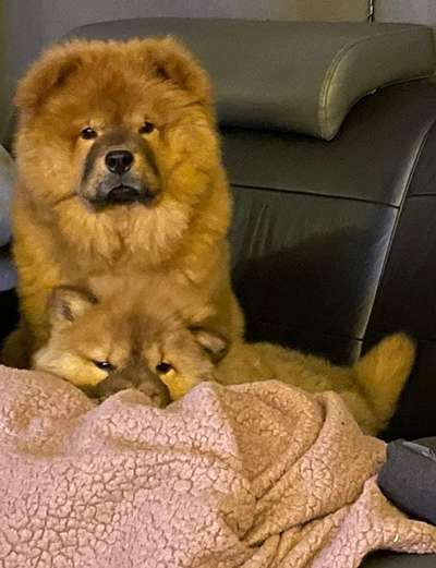 Chow Chows?-Beitrag-Bild