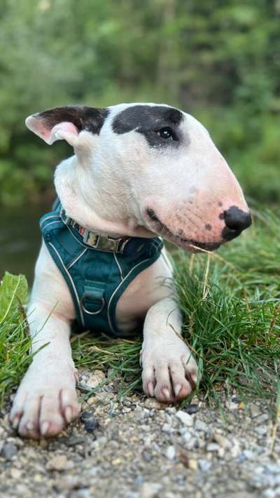 Hundetreffen-Bullterrier in München ?-Bild