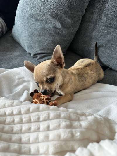 Fotosammlung: ,,Der natürliche Hund" Unbearbeitet, ungestellt und in Natura-Beitrag-Bild