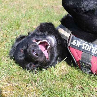 Hundetreffen-Spielrunde auf den Afföllerwiesen-Bild