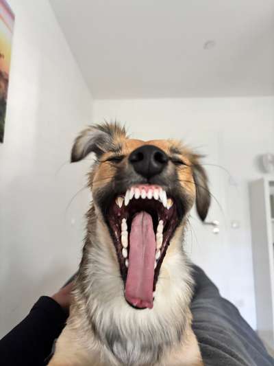 Giftköder-Best of Dog – Wellness & Style-Bild