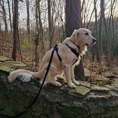 Hundetreffen-Mitgänger für Gassi-Abenteuer gesucht-Bild