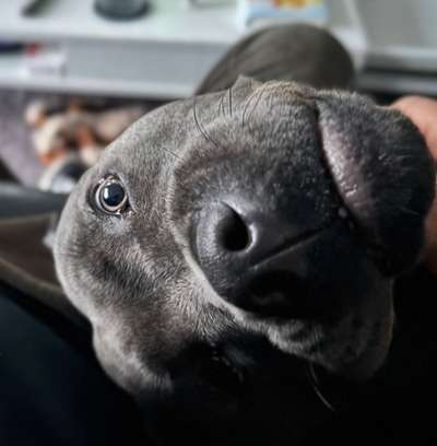 Hundetreffen-Einladung zum Hundetreffen in Hardheim 🐾-Bild