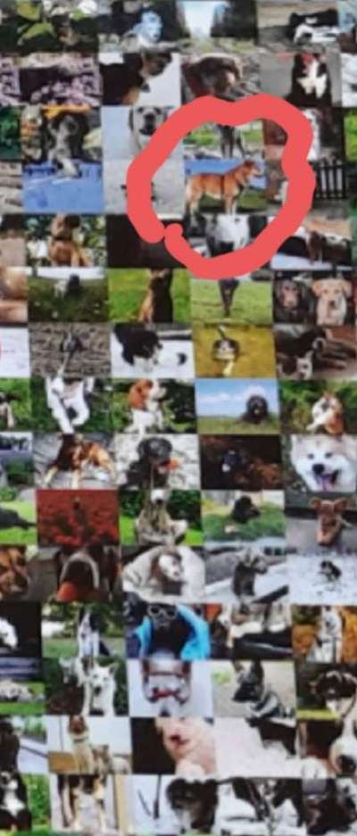 Zeig deinen Hund in der Kalender-Collage-Beitrag-Bild
