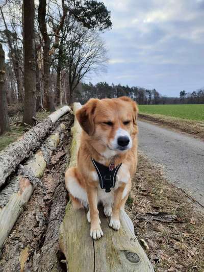 Wie heißt dein Hund?-Beitrag-Bild