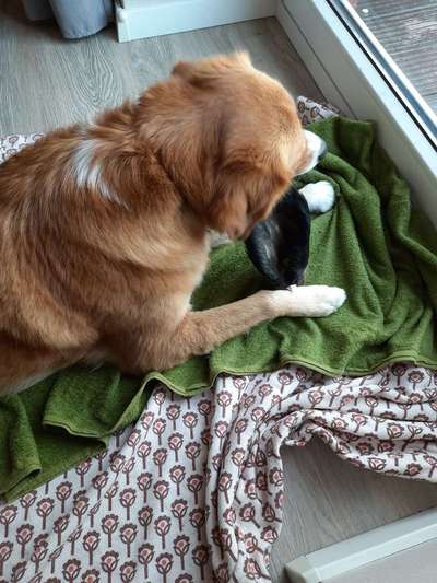 Lustigste Leckerli-Fotos-Beitrag-Bild