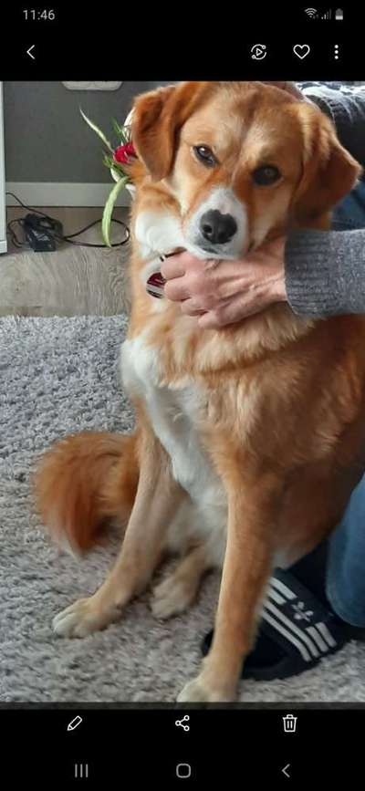 Auslandstierschutz-Beitrag-Bild