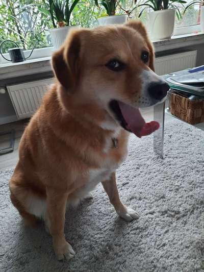 Tongue Out Tuesday-Beitrag-Bild