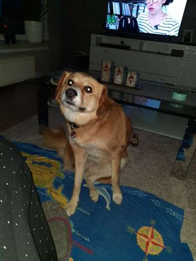 Lustige Bilder-Beitrag-Bild