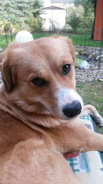 CHALLENGE NR. 19 - Der Hundeblick-Beitrag-Bild