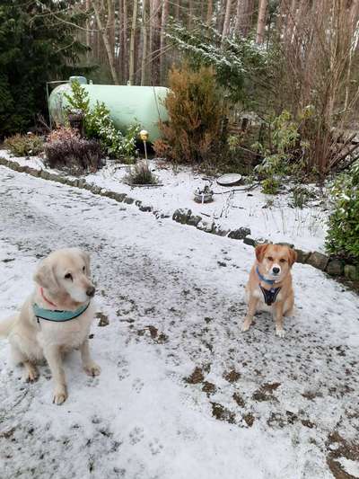 Bester Freund, Hundekumpel - zeigt her!-Beitrag-Bild