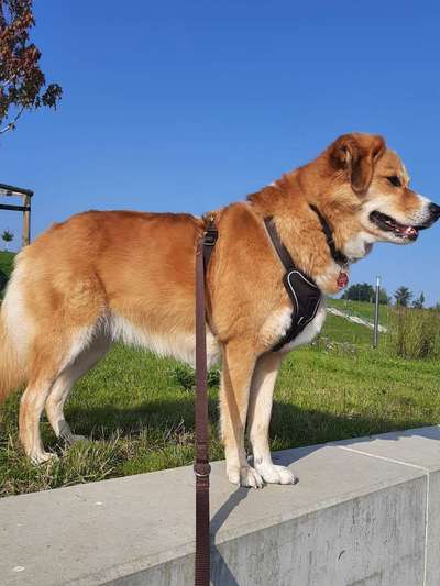 Die Dogorama Kalender Challenge Titelbild-Beitrag-Bild