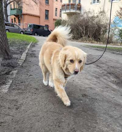 Hundetreffen-Spiel- und Gassifreund :-)-Bild