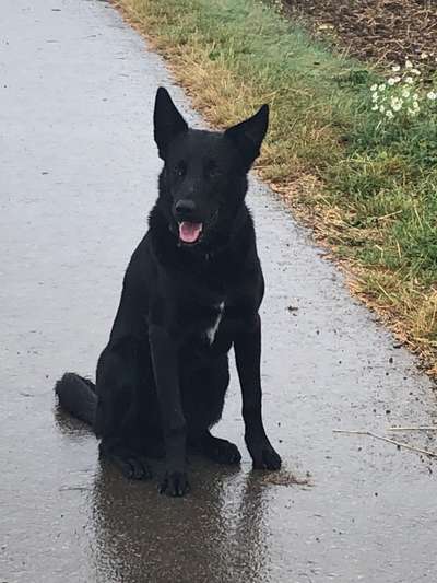 Hundetreffen-Gassi und Spielerunde mit Hund-Bild