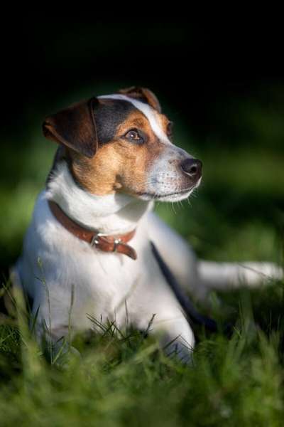 Dansky (Dansk-Svensk Gårdshund)-Beitrag-Bild