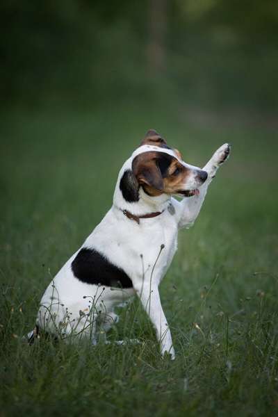 Dansky (Dansk-Svensk Gårdshund)-Beitrag-Bild