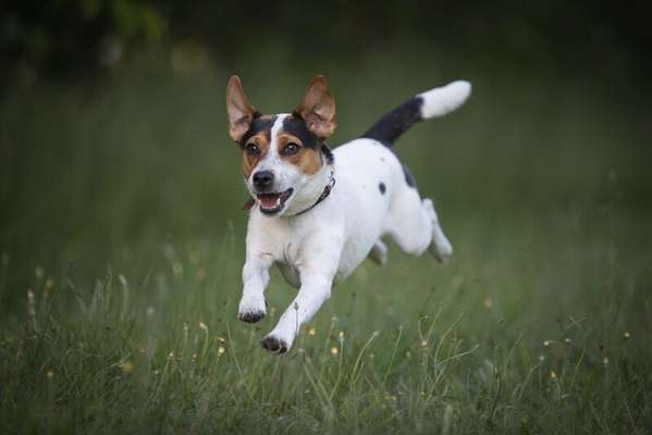 Dansky (Dansk-Svensk Gårdshund)-Beitrag-Bild